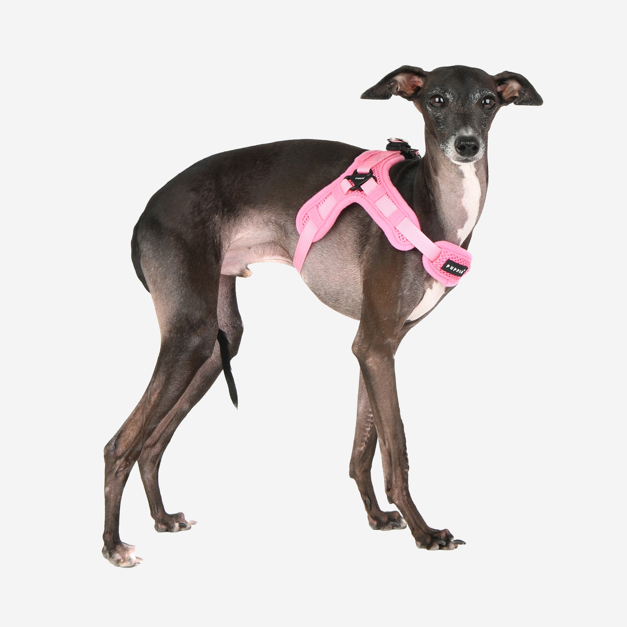 Flex Harness