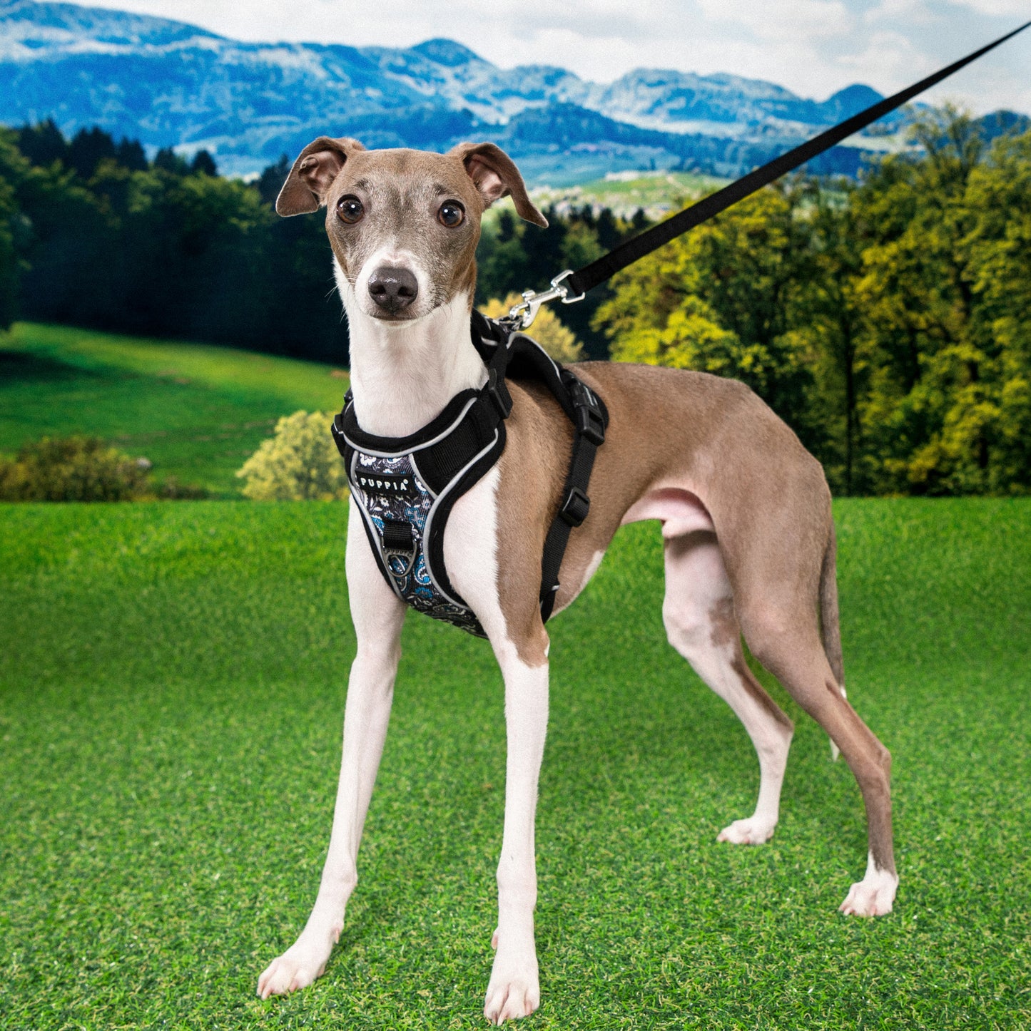 Puppia Cynthia Harness H