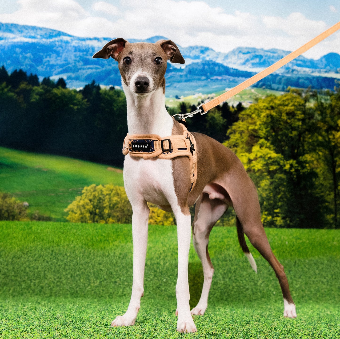 Puppia Corwin Harness X