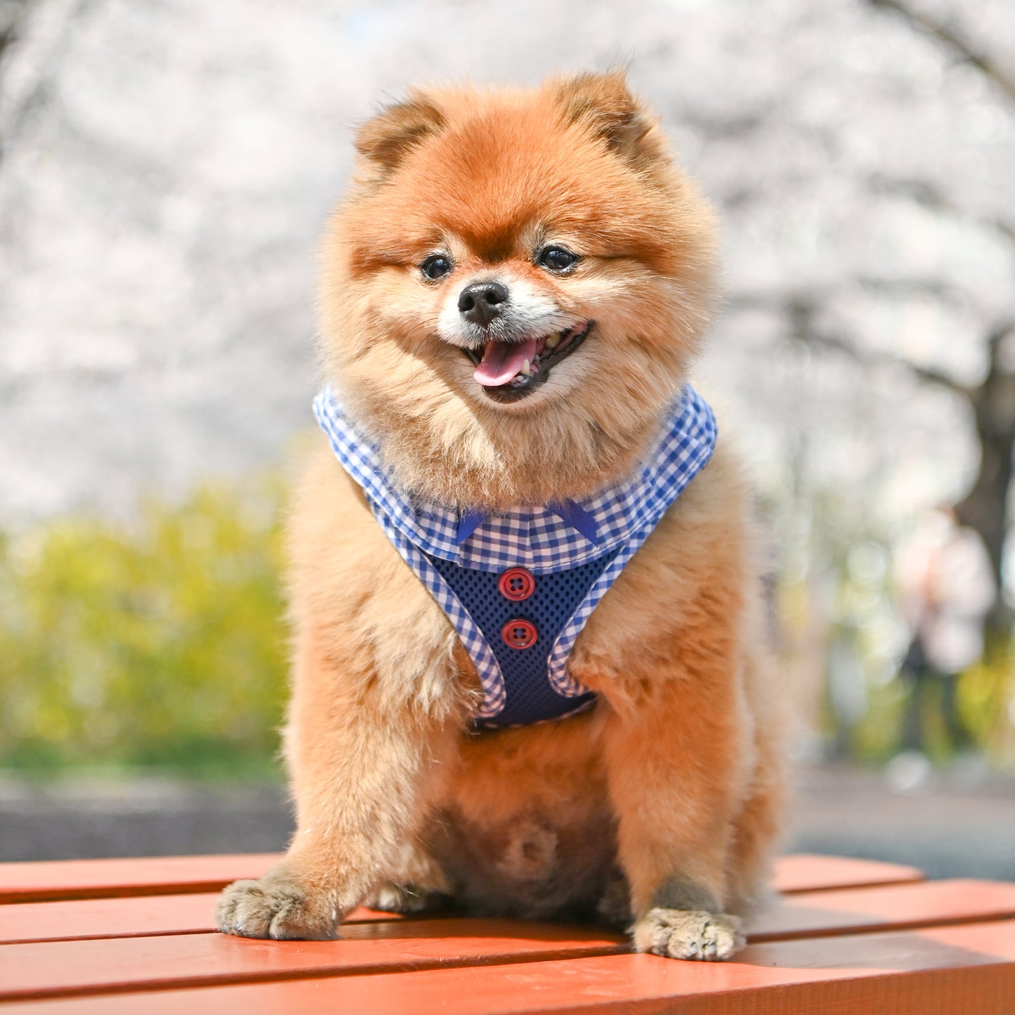 Puppia Vivien Harness