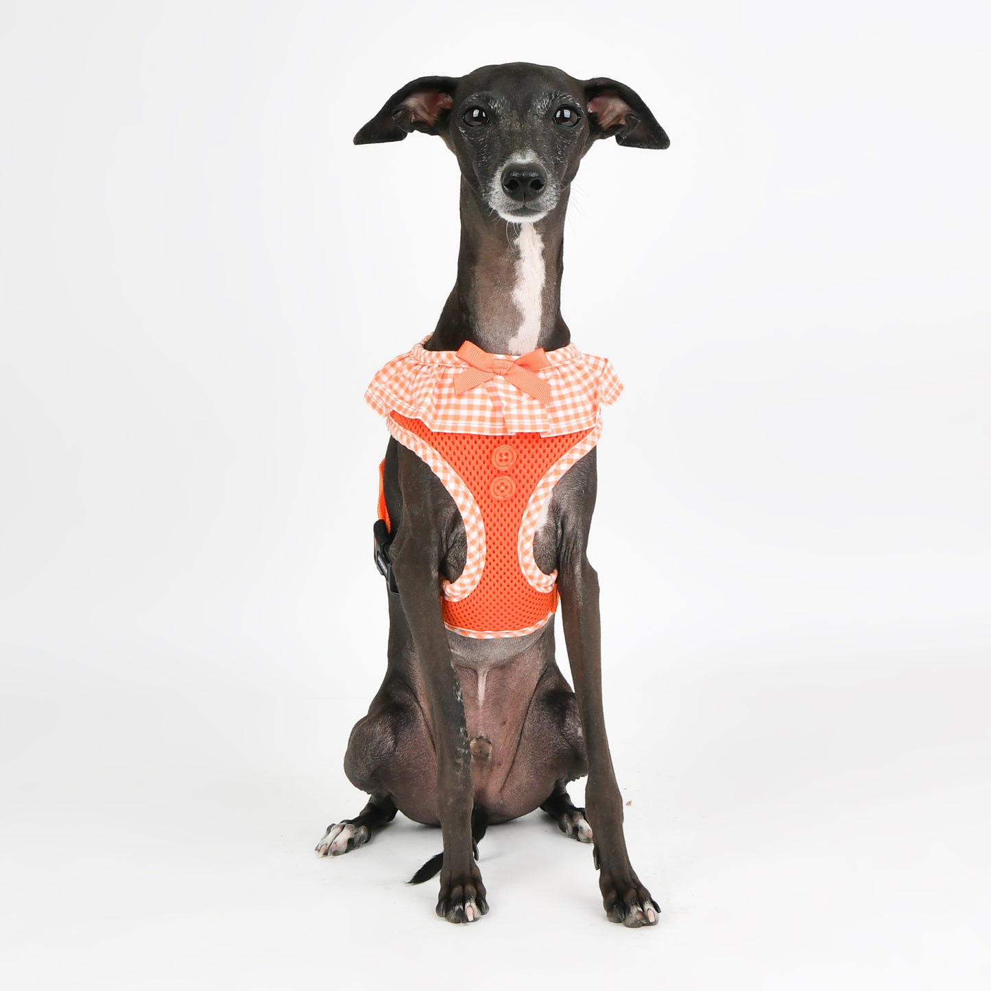 Puppia Vivien Harness