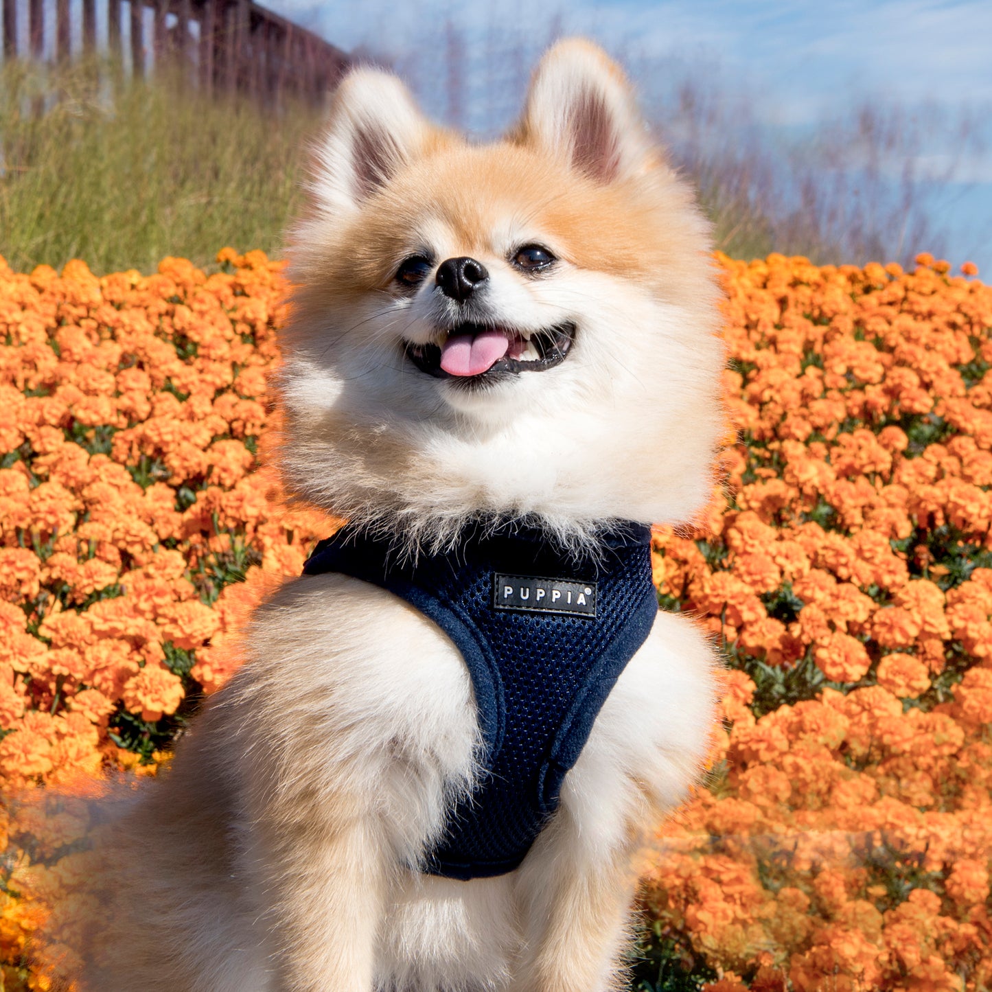 Puppia Soft Vest Harness