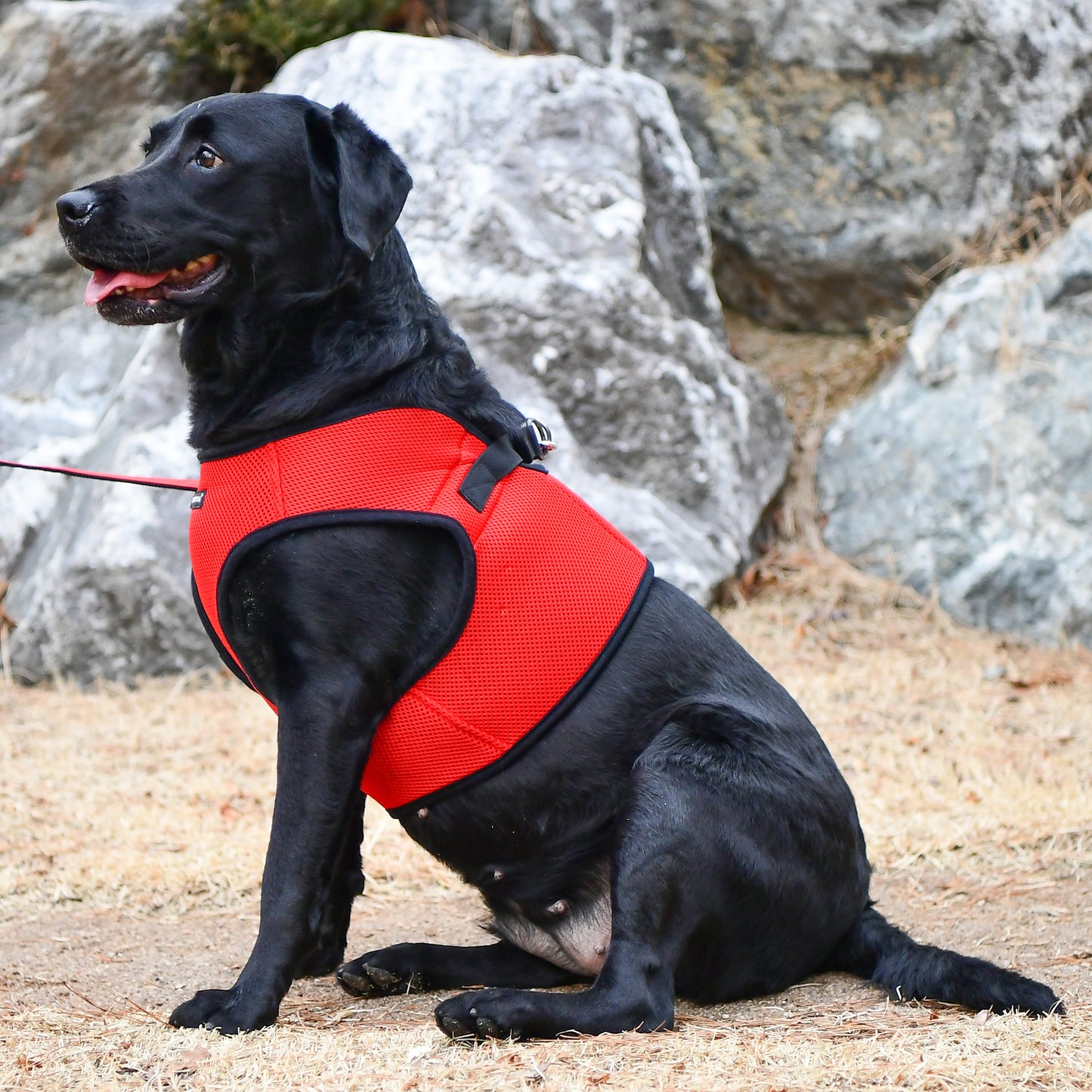 Puppia Soft Vest Harness