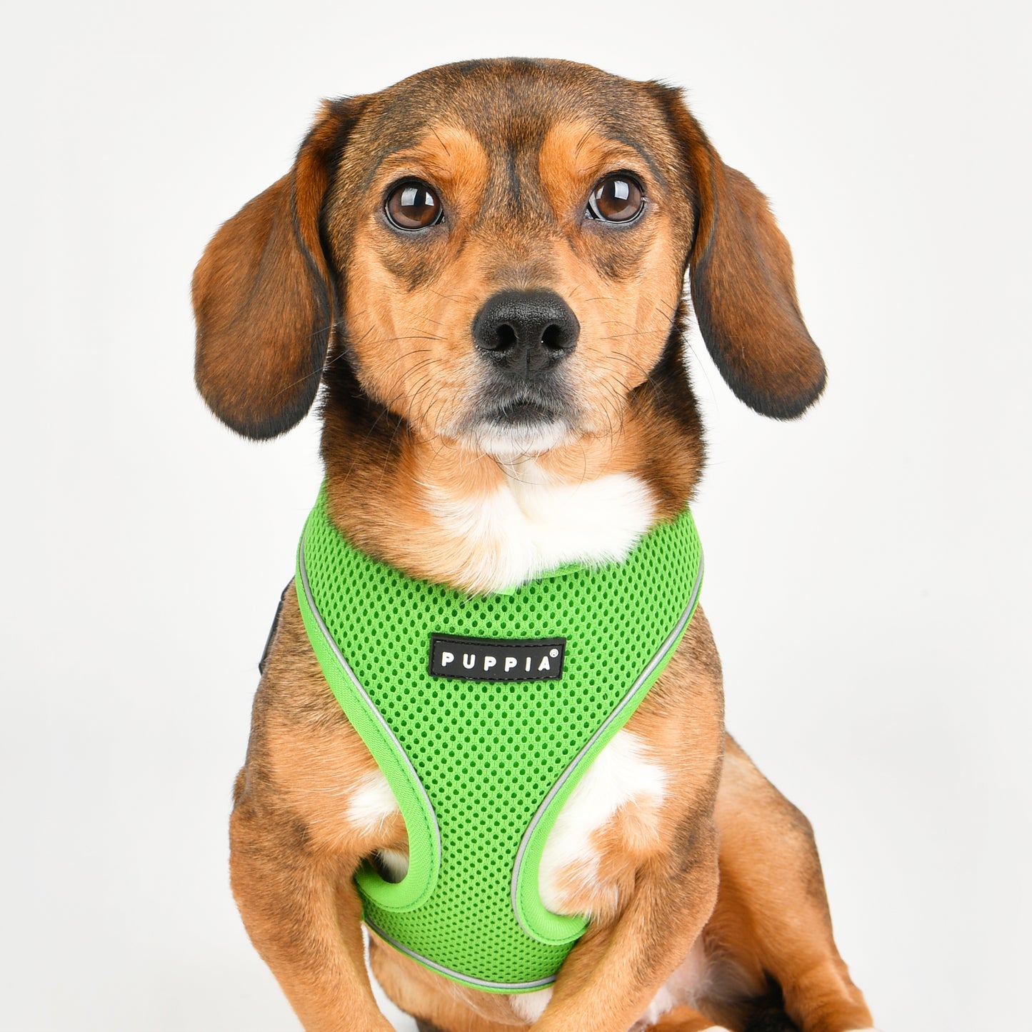 Puppia Soft Harness Pro