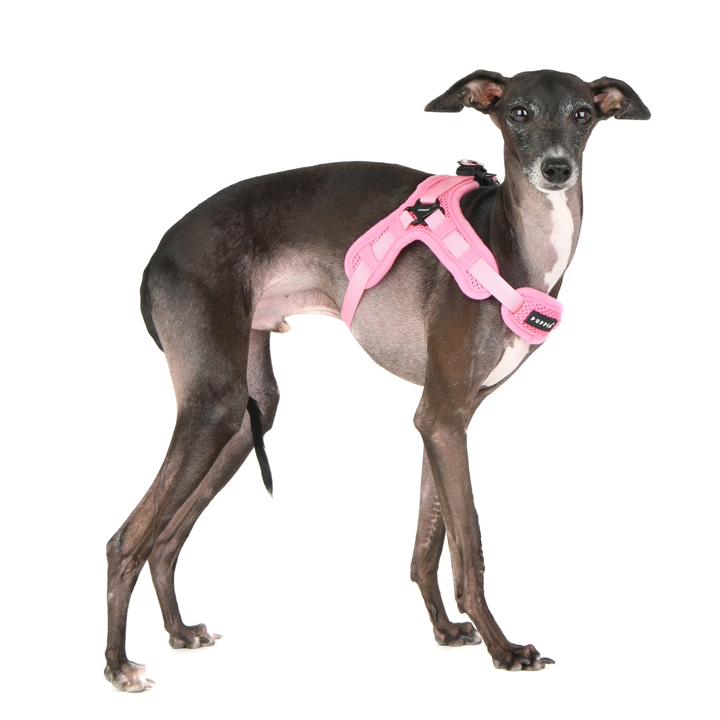 Puppia X Harness