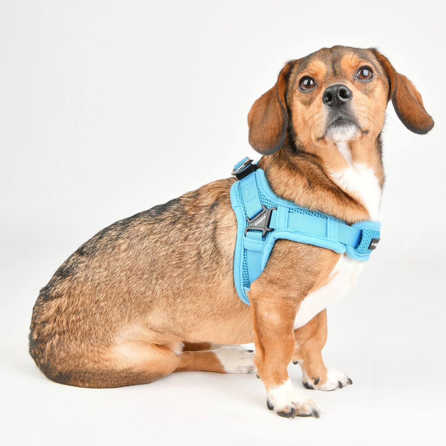 Puppia X Harness