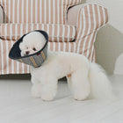 Dandy Recovery Collar