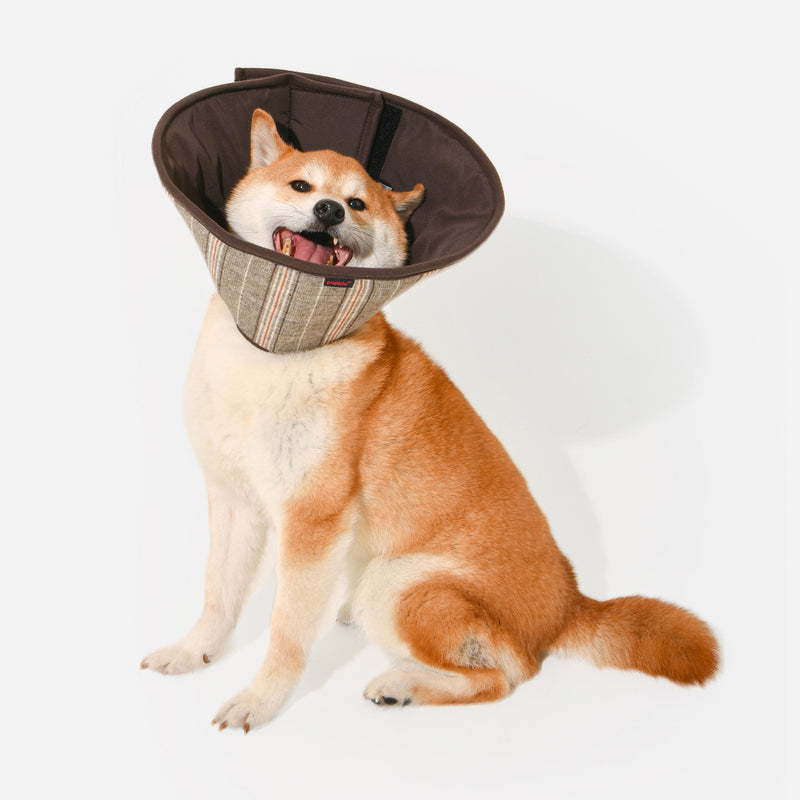 Dandy Recovery Collar