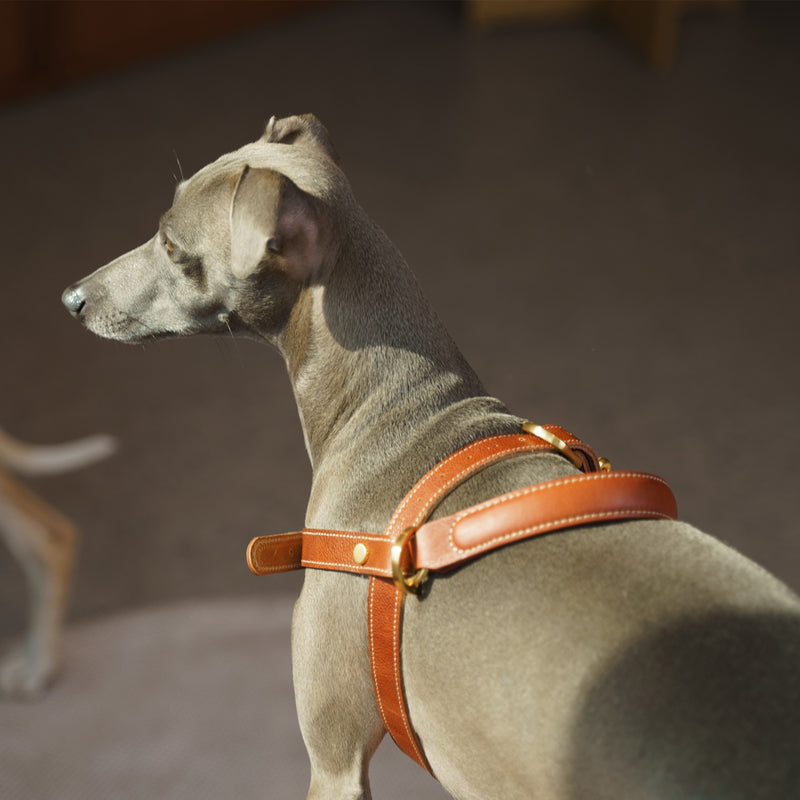 Handle Harness