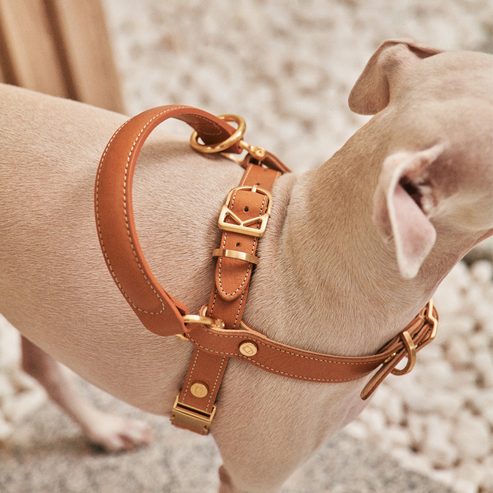 Handle Harness
