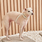 Luna Harness