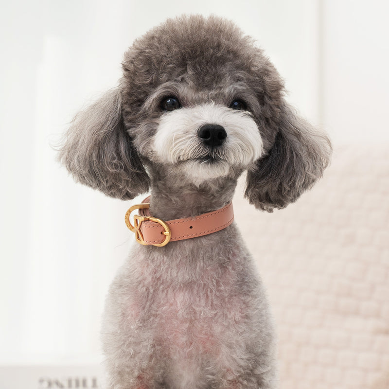 Macaron Collar