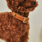 Roma Collar