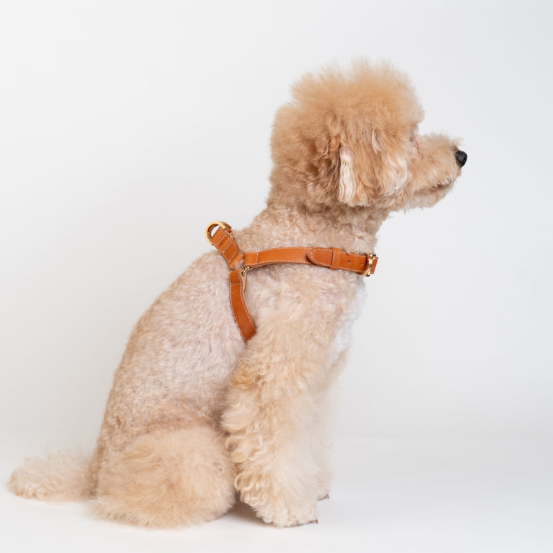 Roma Harness