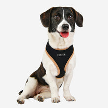 Two Tone Soft Harness