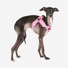 Flex Harness