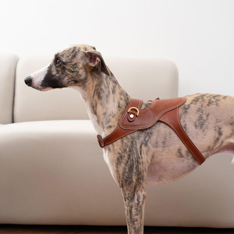 Toscana Harness