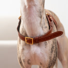 Toscana Harness
