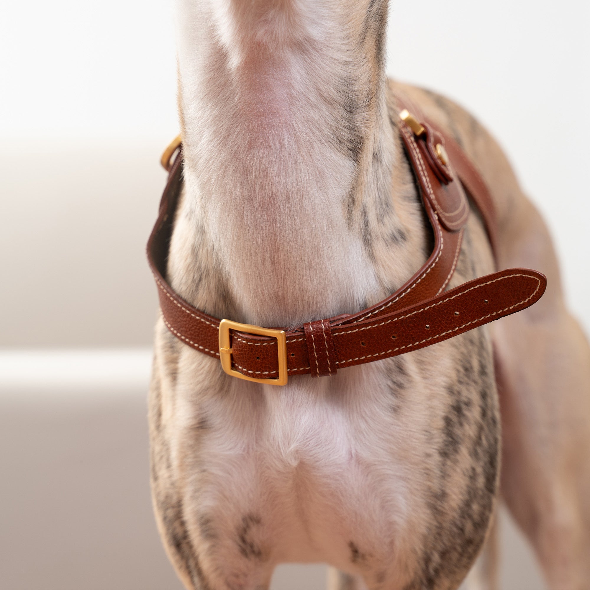 Toscana Harness