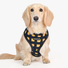 Puppia Stefan Harness