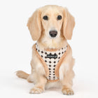 Puppia Jace Harness
