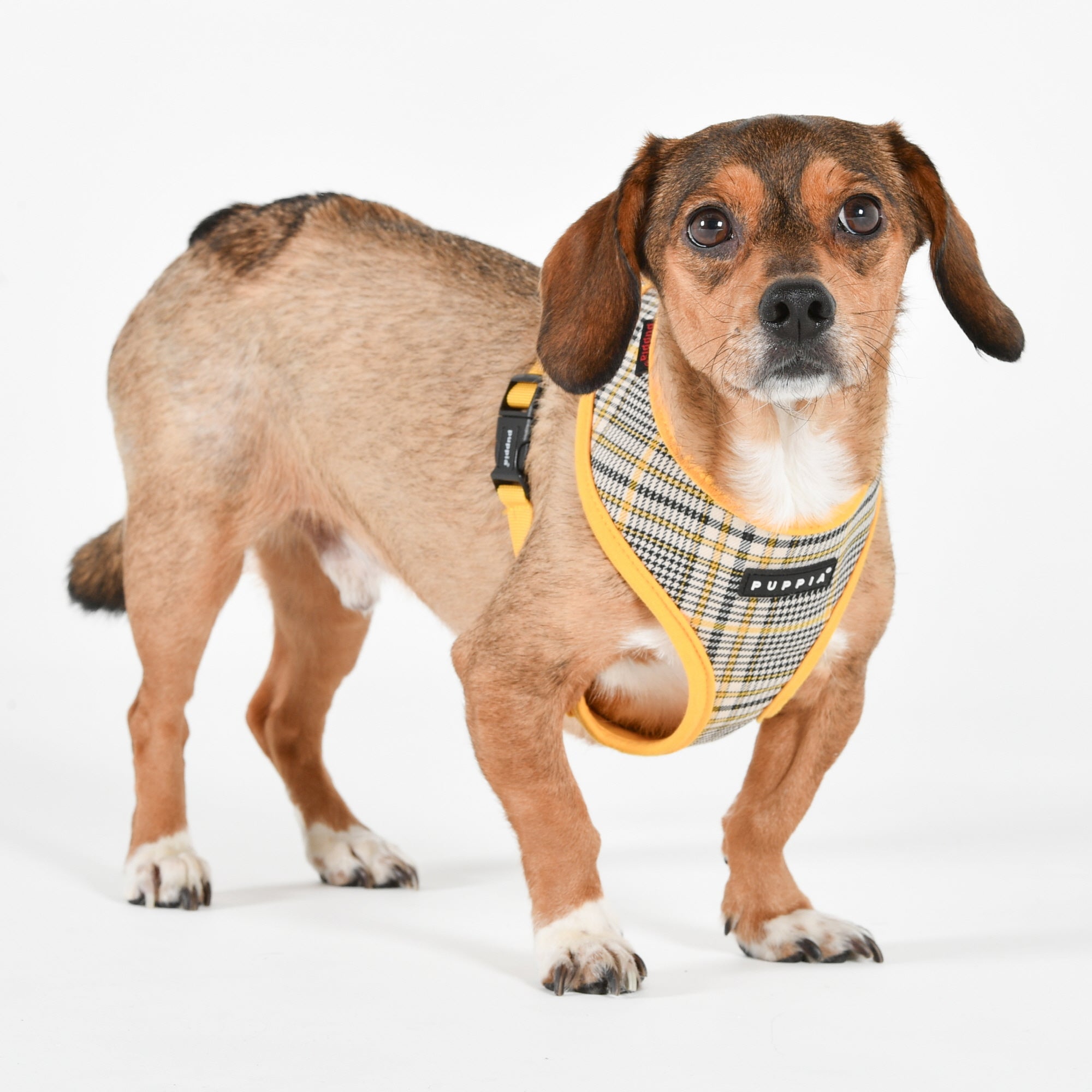 Puppia Lucas Harness