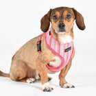 Puppia Theros Harness