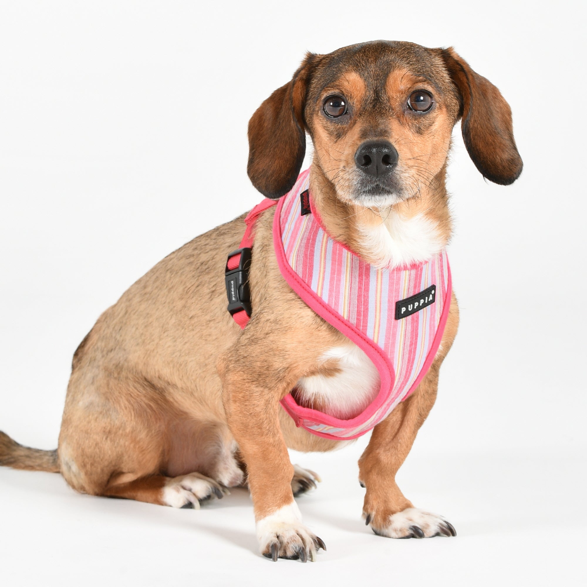 Puppia Theros Harness