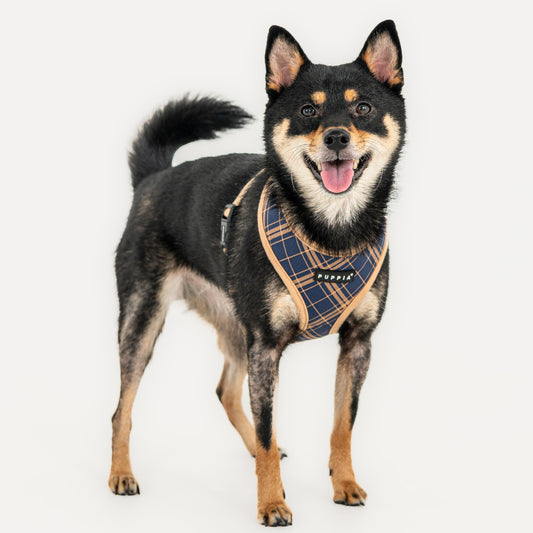 Puppia Corwin Harness