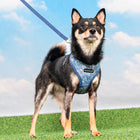Puppia Cynthia Harness