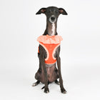 Puppia Vivien Harness