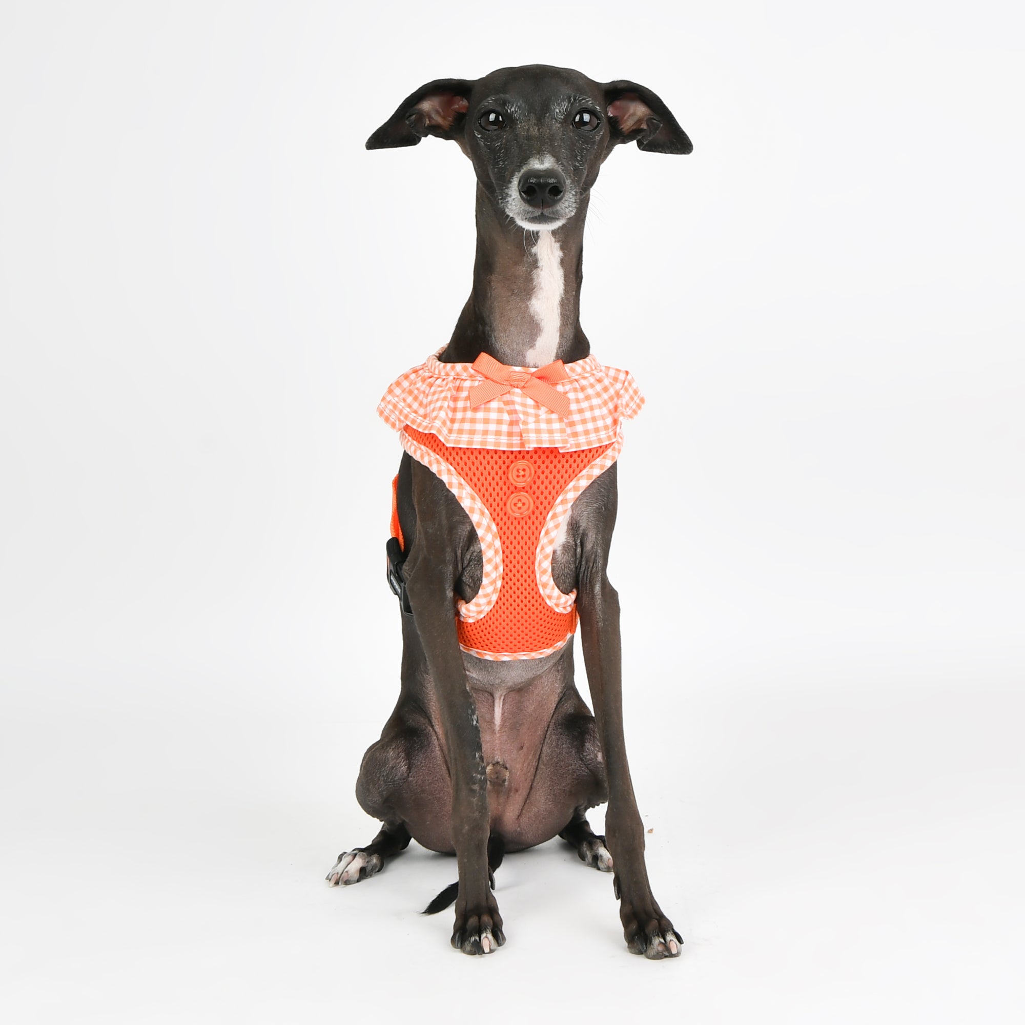 Puppia Vivien Harness