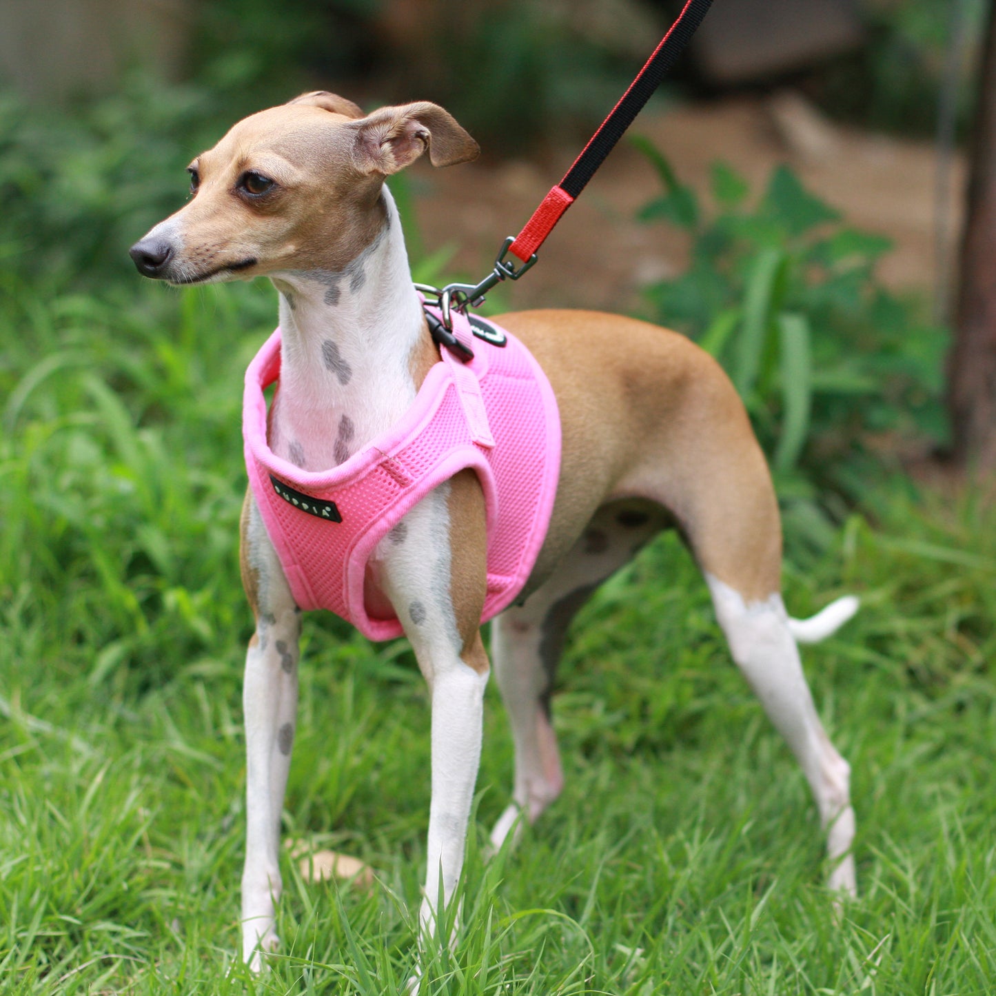 Puppia Soft Vest Harness